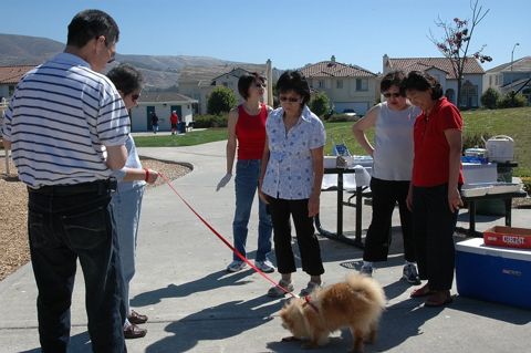 Puppy at the picnic